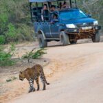 yala safari guide