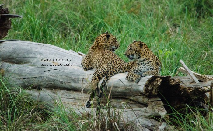 yala leopard safari bungalow