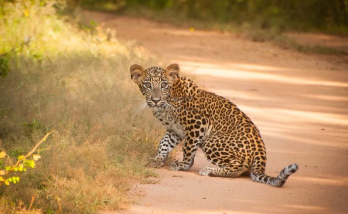yala leopard safari bungalow